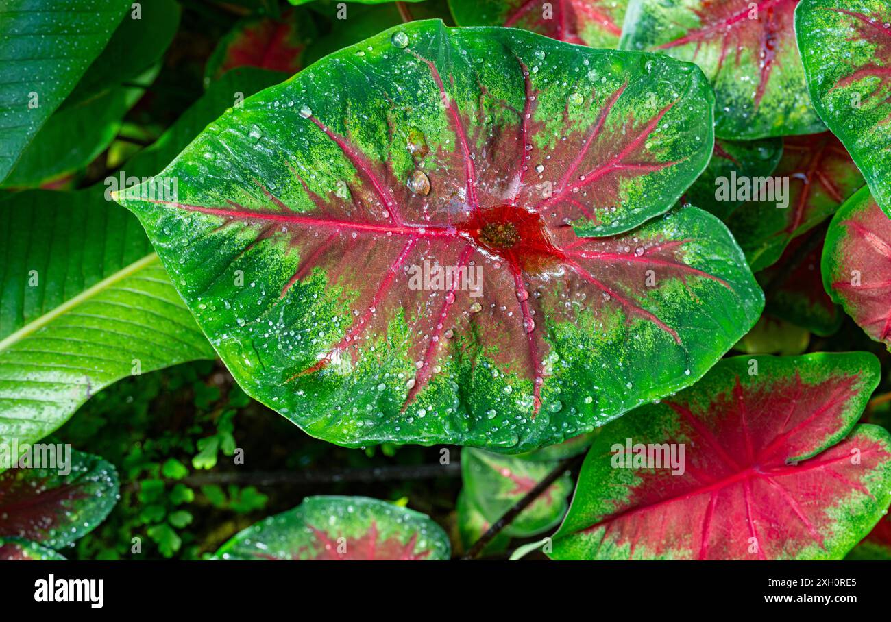 Caladium bicolor (Elephant Oar) ist eine tropische Pflanze. Gattung Caladium aus Lateinamerika Stockfoto