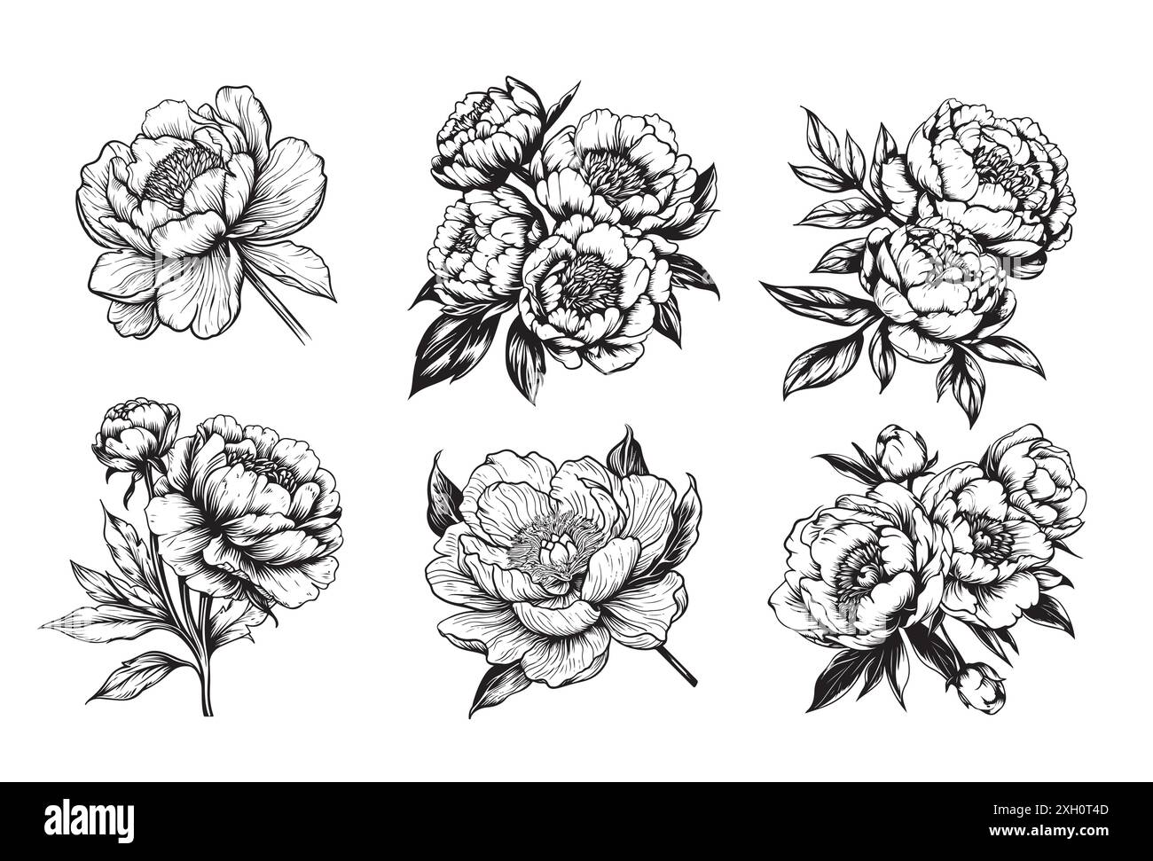 Vektor-Set-Zeichnung von Pfingstrosenblüten, Blättern. Tuschzeichnung, Nachahmung von Gravuren, handgezeichnete Skizze Stock Vektor
