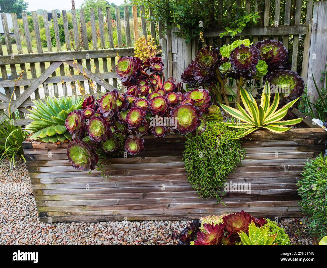 Dekorative Sukkulenten im Surreal Succulents, Tremenheere Sculpture Garden, Penzance, Großbritannien Stockfoto