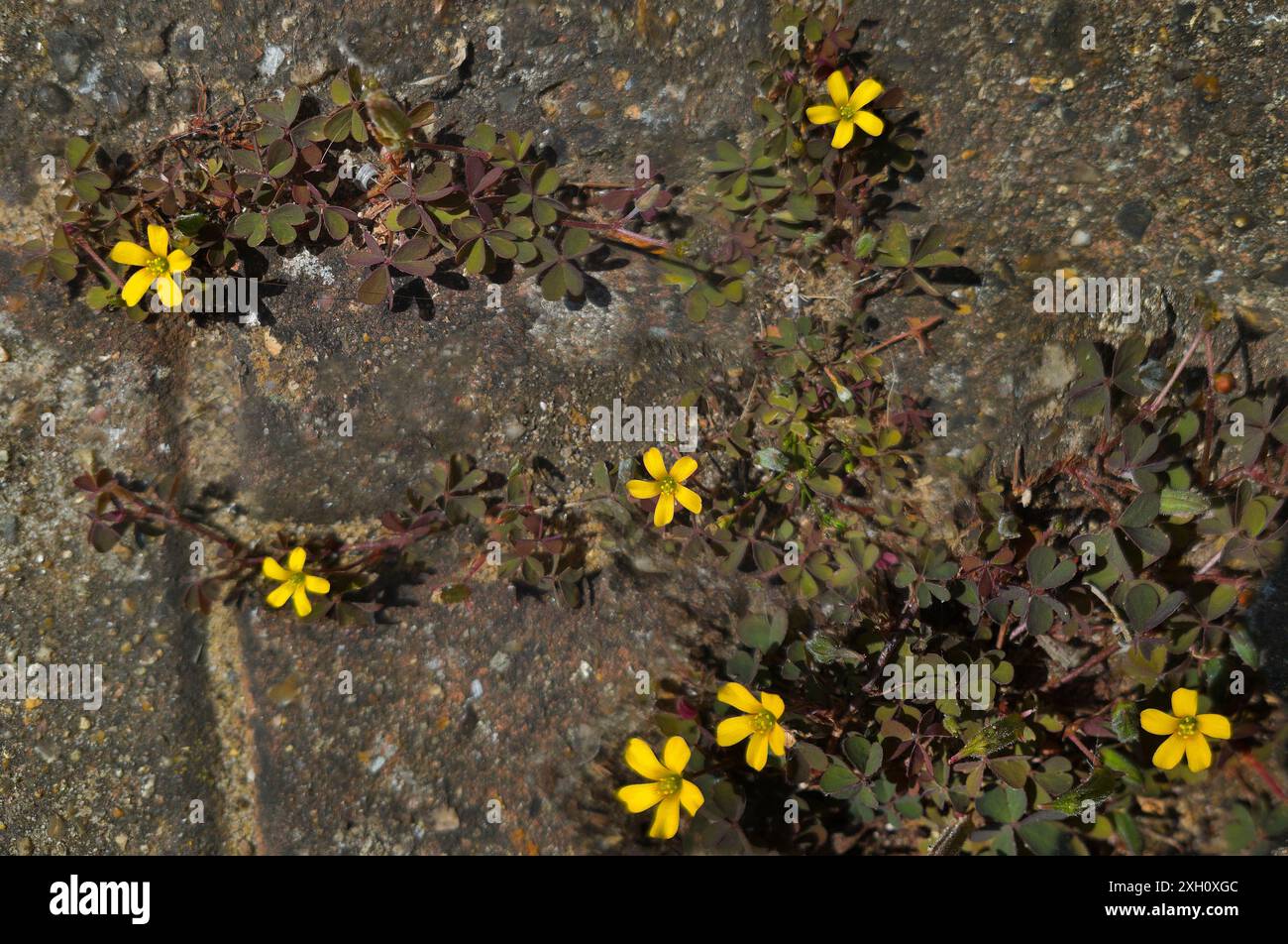 Oxalis stricta, genannt gelber Sauerampfer, gelber oxalis, aufrechter Sauerampfer, Zitronenklee, oder mehr zweideutig und informell 'so Stockfoto