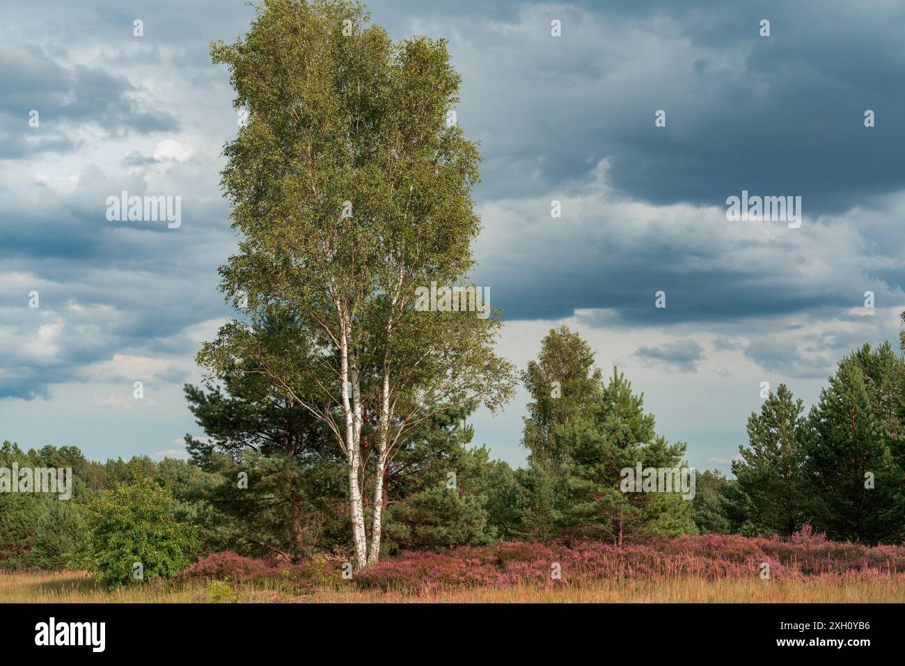 Landschaftliches Panorama einer deutschen Heidelandschaft im Herbst mit lila blühenden erica-Pflanzen, Birken und einem dramatischen bewölkten Himmel Stockfoto