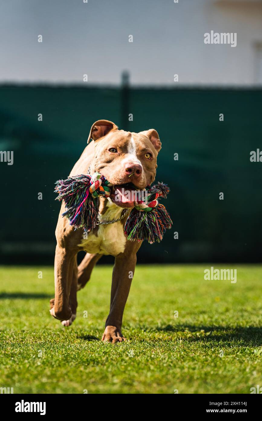 Hund läuft im Garten, Amstaff Terrier mit Spielzeugseil läuft in Richtung Kamera. Vertikales Foto. Aktives Hundeschema Stockfoto