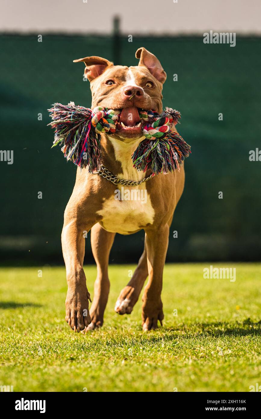 Hund läuft im Garten, Amstaff Terrier mit Seilspielzeug läuft in Richtung Kamera. Vertikales Foto, Hundeschema Stockfoto