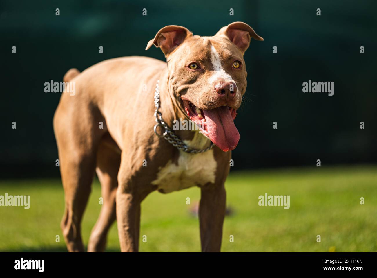 Hund steht im Hinterhof amerikanischer staffordshire Terrier, Amstaff, brauner stafford Pitbull groß draußen mit Zunge raus Stockfoto