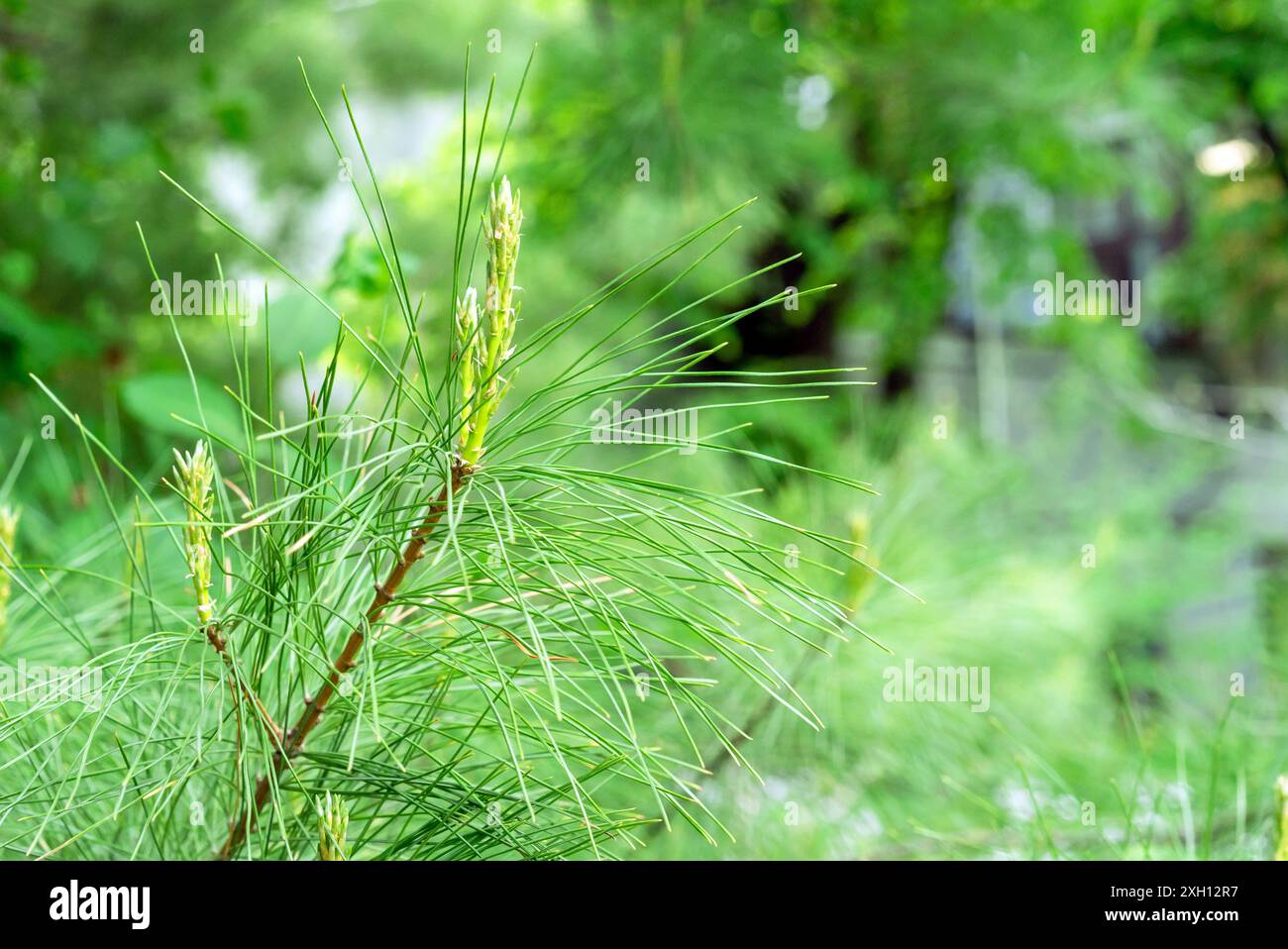 Weymouth-Kiefer, Pinus Strobus oder östliche Weißkiefer, nördliche Weißkiefer, Weißkiefer. Stockfoto