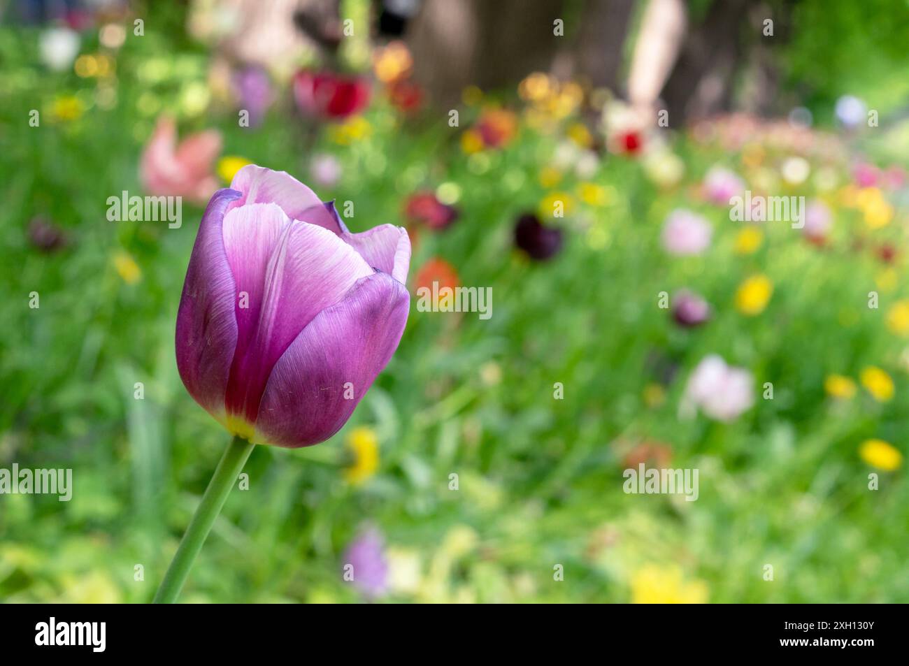 Violette Tulpe mit weißen Kanten vor dem Hintergrund einer Lichtung mit mehrfarbigen Blüten. Stockfoto