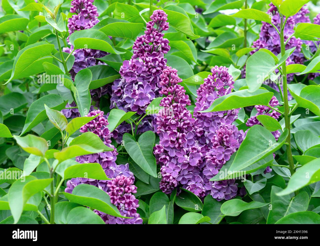 Lila Flieder-Blüten. Zweig mit blühendem Flieder. Zarte und duftende Flieder-Blüten. Stockfoto