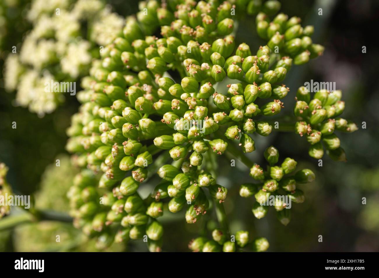Meeresfenchel oder Rock Samphire aus nächster Nähe. Crithmum maritimum L. Apiaceae. Nahaufnahme Stockfoto