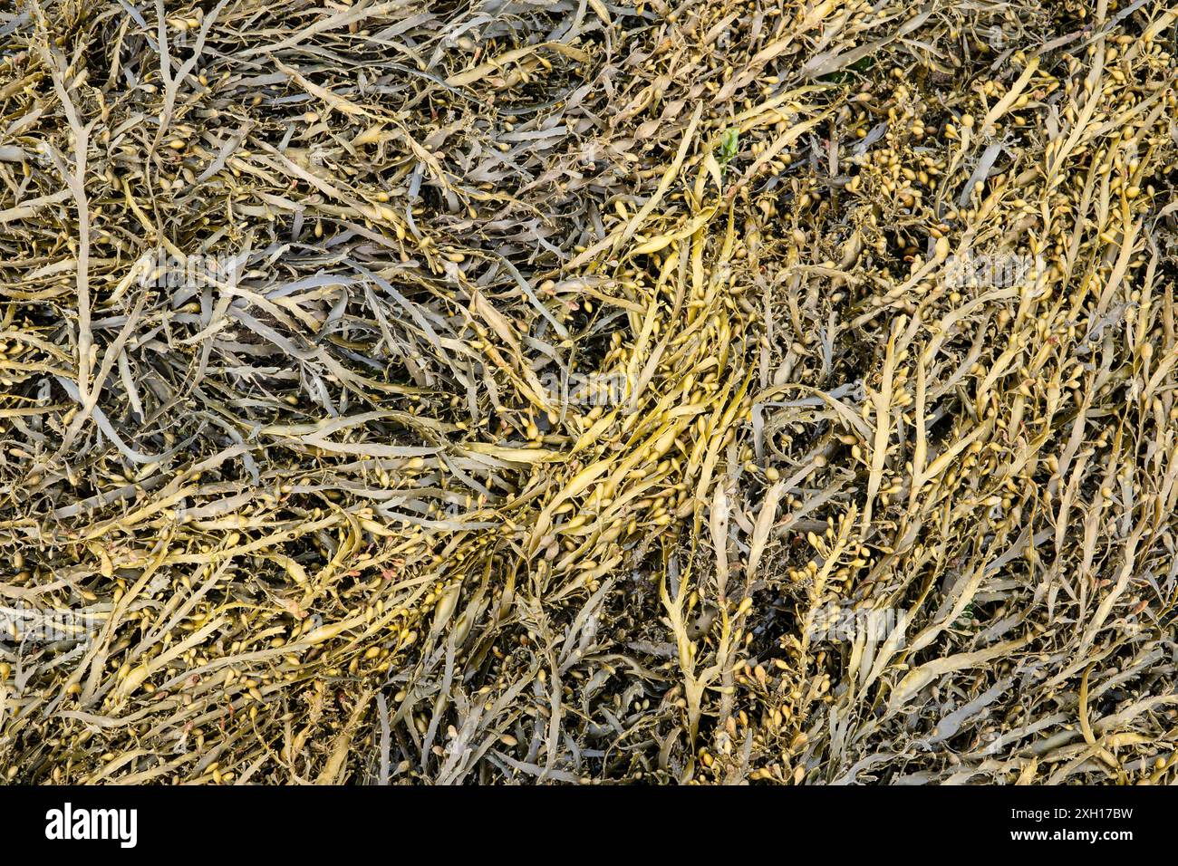 Balggestell Seegras Hintergrund im Freien. Fucus vesiculosus Stockfoto