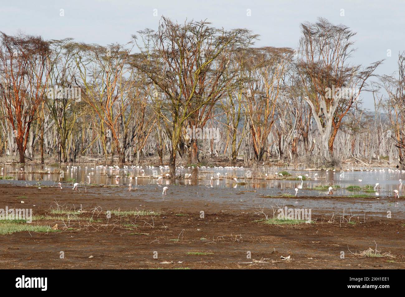 Flamingos am See Nakuru auf Hochwasserniveau Stockfoto