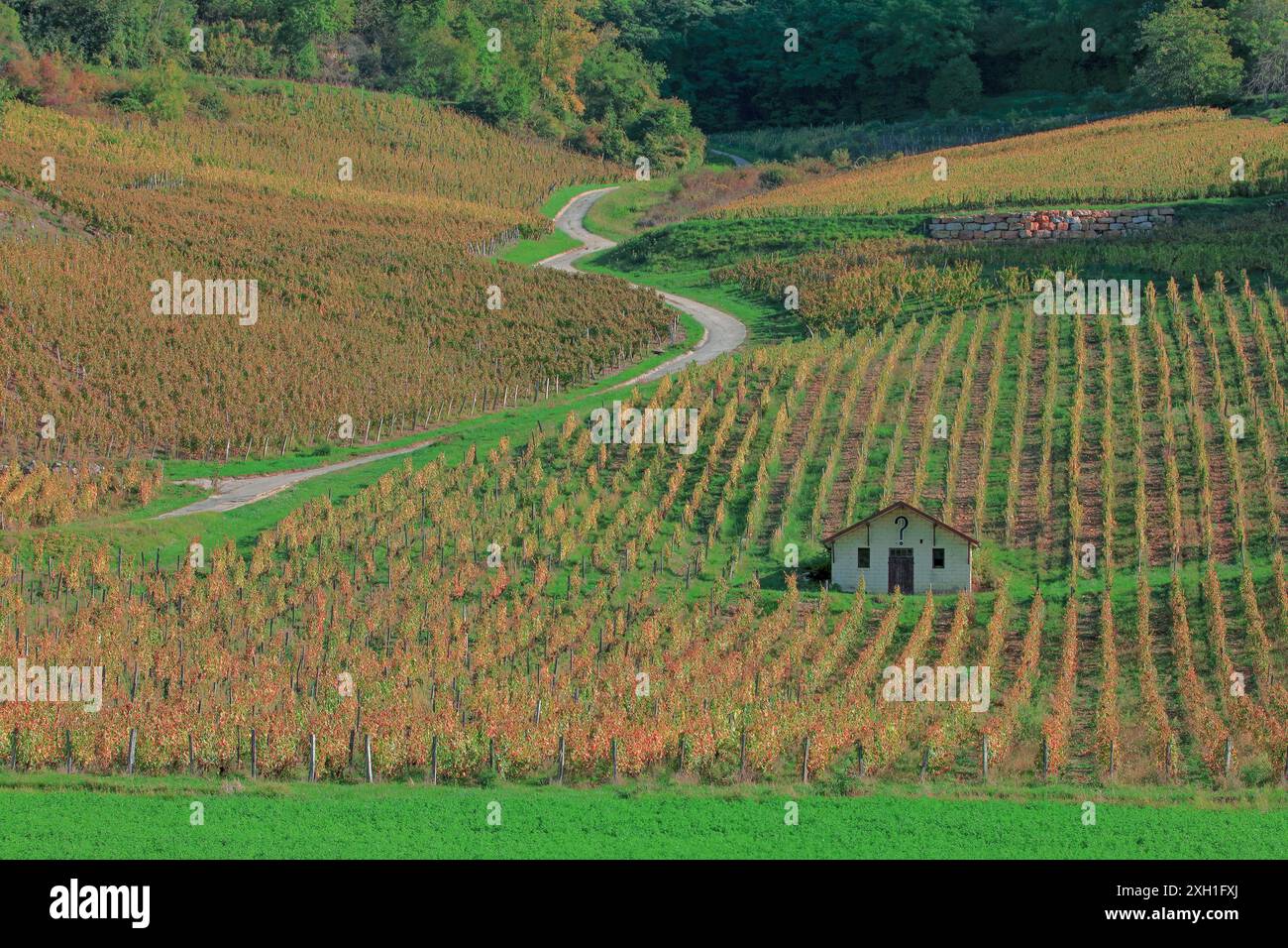 Frankreich, Jura, Château-Chalon, Weinberg, Côtes du Jura, vin de Paille, vin Jaune Stockfoto