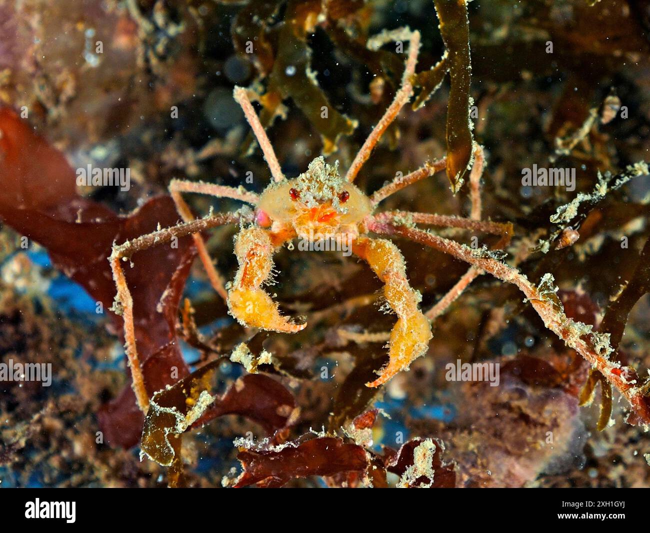 Eine Skorpionspinne (Inachus), Spinnenkrabbe mit langen Beinen und orangefarbenen Klauen auf dem Meeresboden. Tauchplatz Rinvyle, Co. Galway, Irische See, Norden Stockfoto