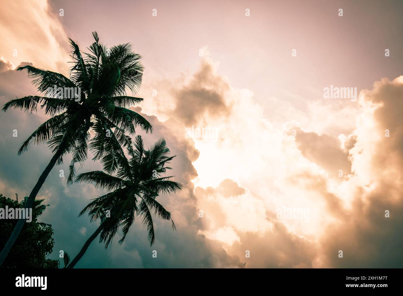 Filmische zwei grüne Palmen Epic Sturm tropische Wolken bilden sich über Palmen Silhouetten bei Sonnenuntergang auf tropischen Inseln. Schlechtes Wetter Klimawandel Stockfoto