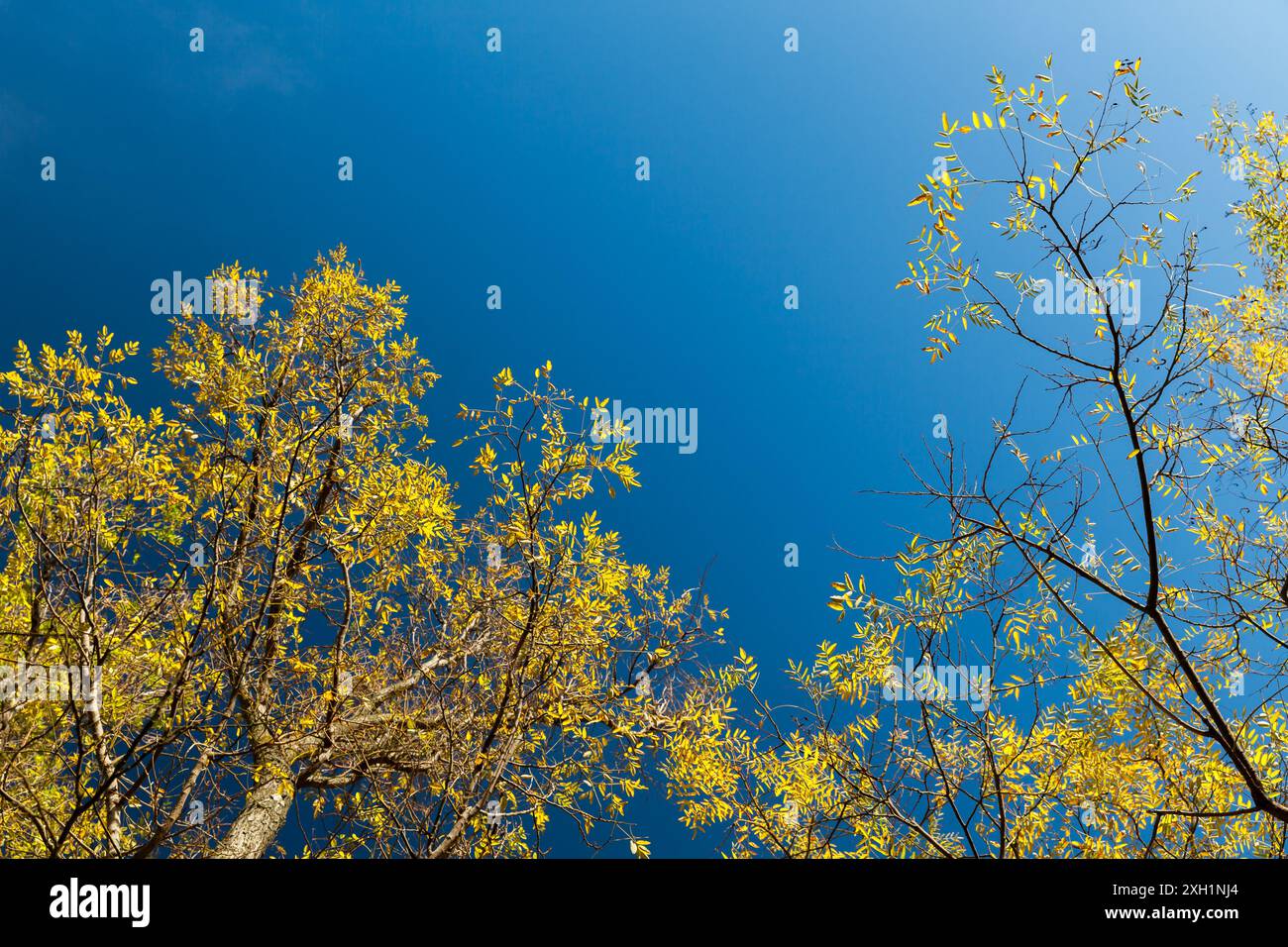 Eschen mit gelben Blättern stehen unter blauem Himmel an einem sonnigen Herbsttag, natürliches Hintergrundfoto Stockfoto