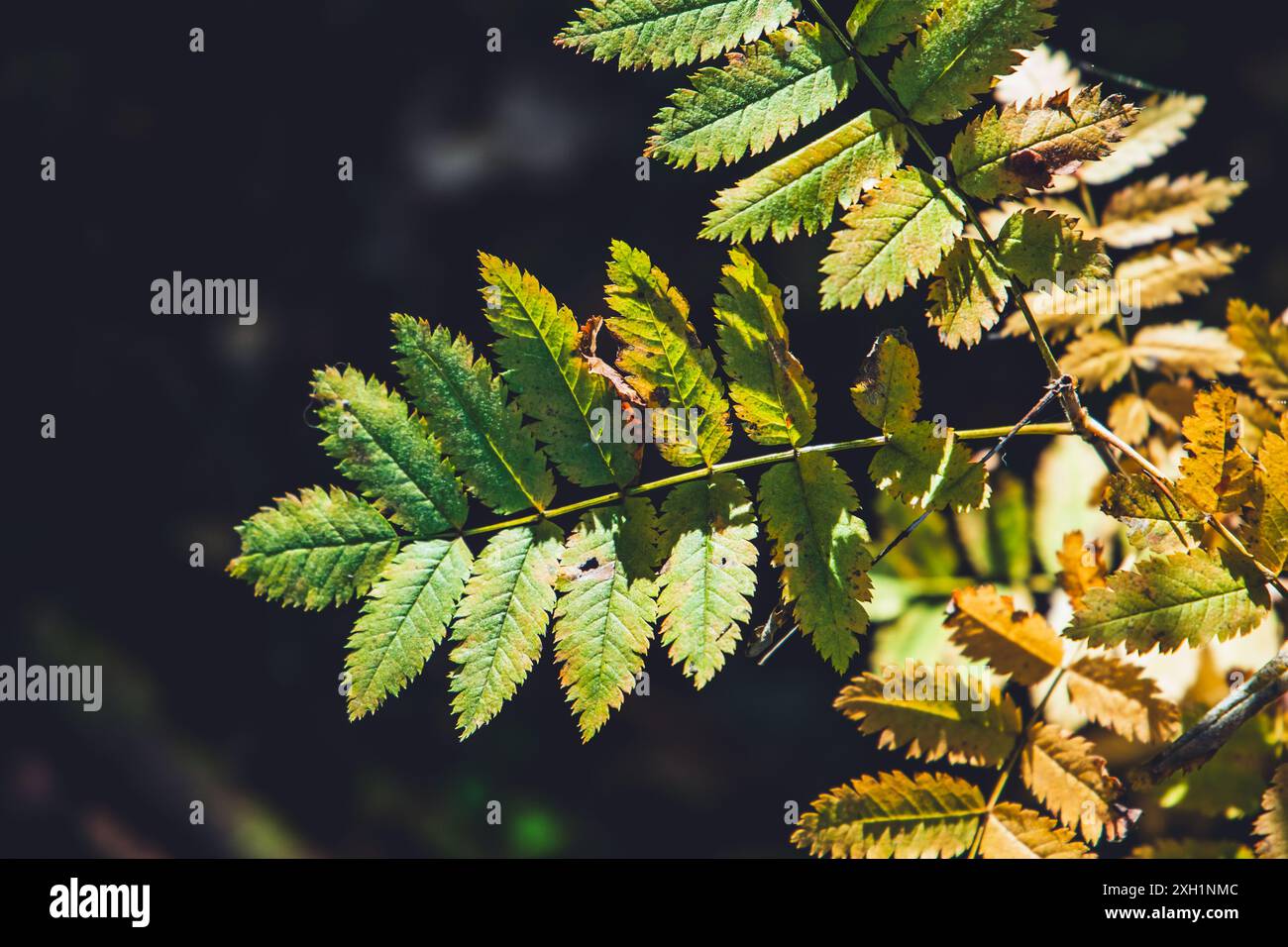 Gelbgrüner vogelbaum hinterlässt einen unscharfen Hintergrund, Nahaufnahme mit selektivem Fokus. Naturfoto der Herbstsaison Stockfoto