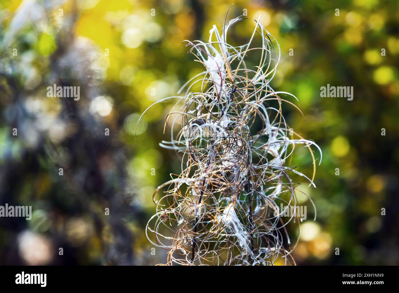 Die trockene Blüte von Chamaenerion angustifolium ist an einem sonnigen Herbsttag über einem verschwommenen natürlichen Hintergrund Stockfoto