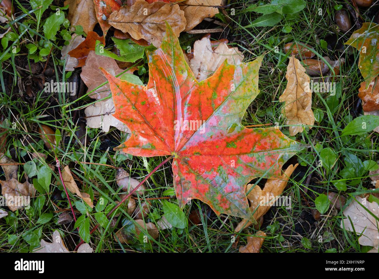 Nasse, gefallene Herbstblätter liegen auf dem Boden mit grünem Gras, natürlichem Fotohintergrund mit selektivem Fokus Stockfoto