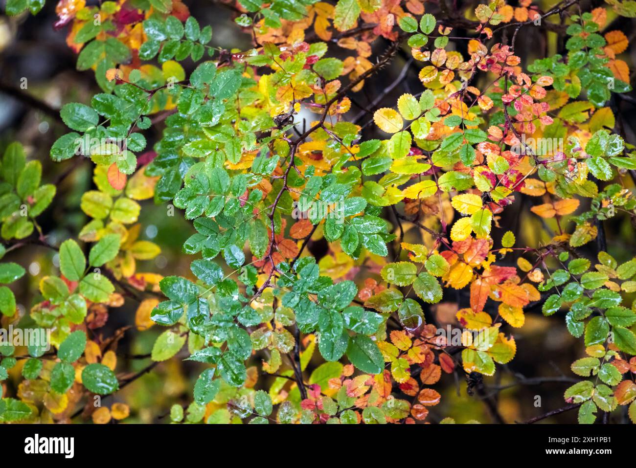 Natürliches Foto mit bunten Herbstblättern eines Hunderosenbusches Stockfoto