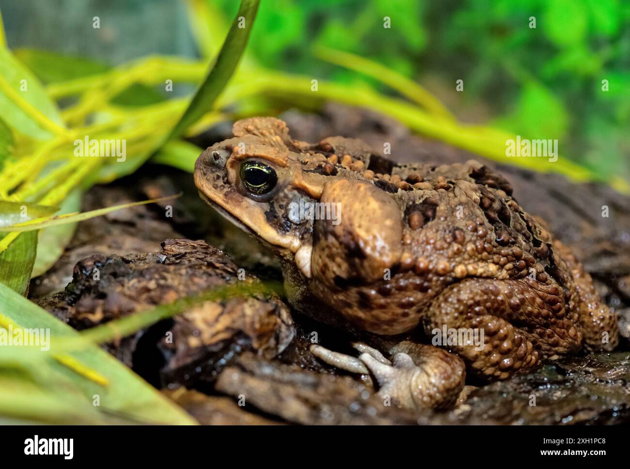 AGA Kröte in einem natürlichen Lebensraum am Seeufer Nahaufnahme. Tiere in freier Wildbahn. Stockfoto