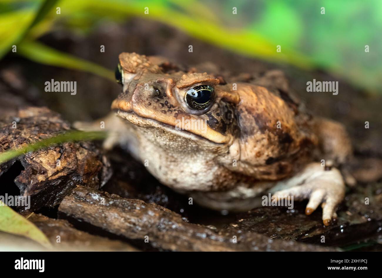 AGA Kröte in einem natürlichen Lebensraum am Seeufer Nahaufnahme. Tiere in freier Wildbahn. Stockfoto