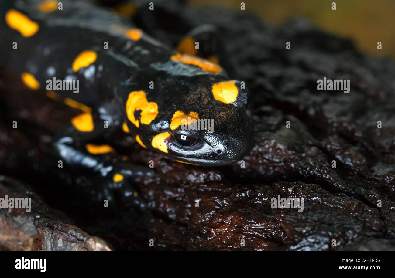 Wunderschöner schwarz-gelber feuriger Salamander auf einer Steinnahmehilfe. Stockfoto