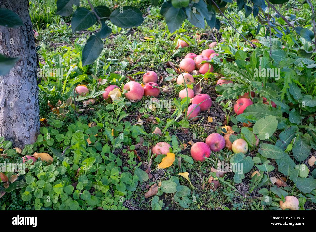 Äpfel liegen auf dem Boden unter einem Apfelbaum Stockfoto
