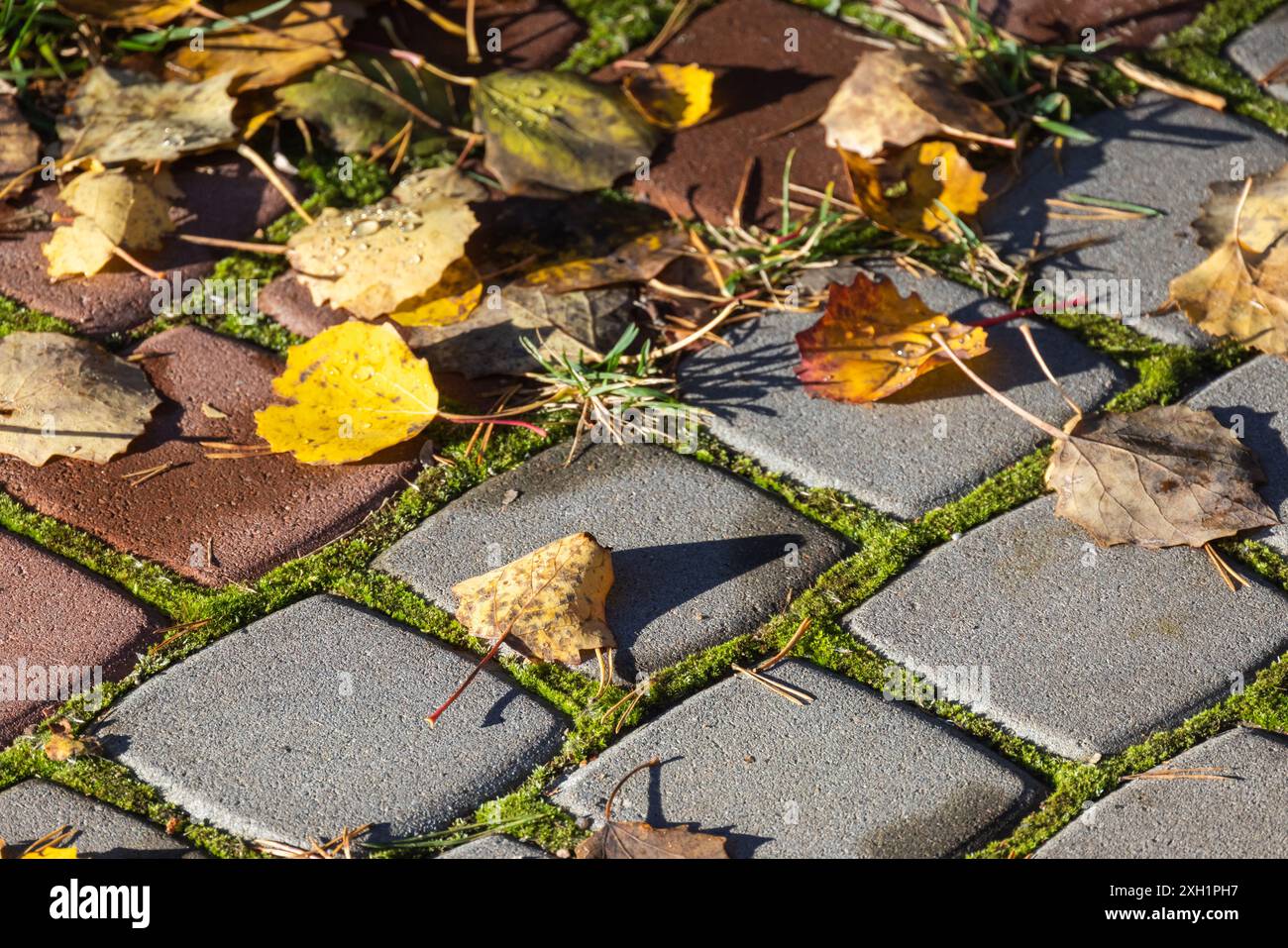 Herbstliche Blätter liegen auf dem Bürgersteig im Park, Nahaufnahme mit selektivem Fokus Stockfoto