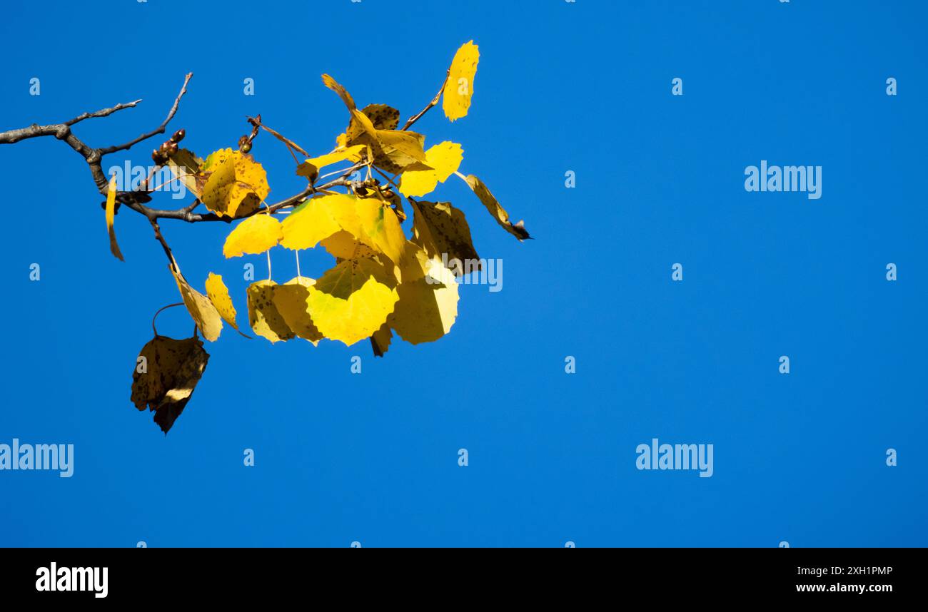 Hellgelbe Baumblätter stehen unter blauem Himmel, Nahaufnahme, natürlicher Fotohintergrund Stockfoto