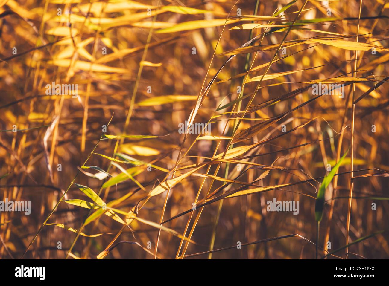 Gelbe Blätter winken im Wind, Nahaufnahme mit selektivem Weichfokus. Abstrakter natürlicher Hintergrund mit Schilf Stockfoto