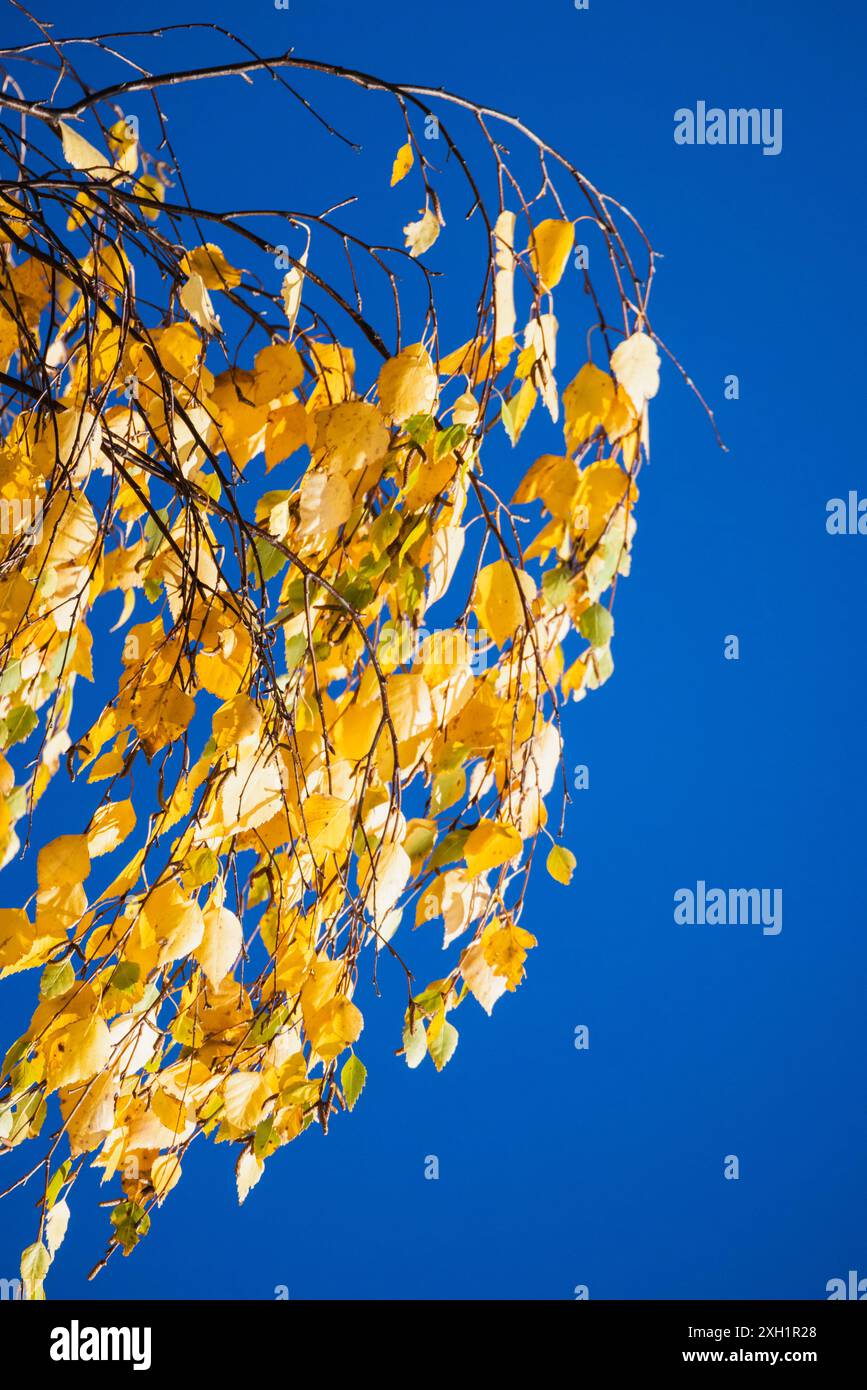 Vertikales Herbstfoto mit gelben Birkenblättern über blauem Himmel Hintergrund Stockfoto