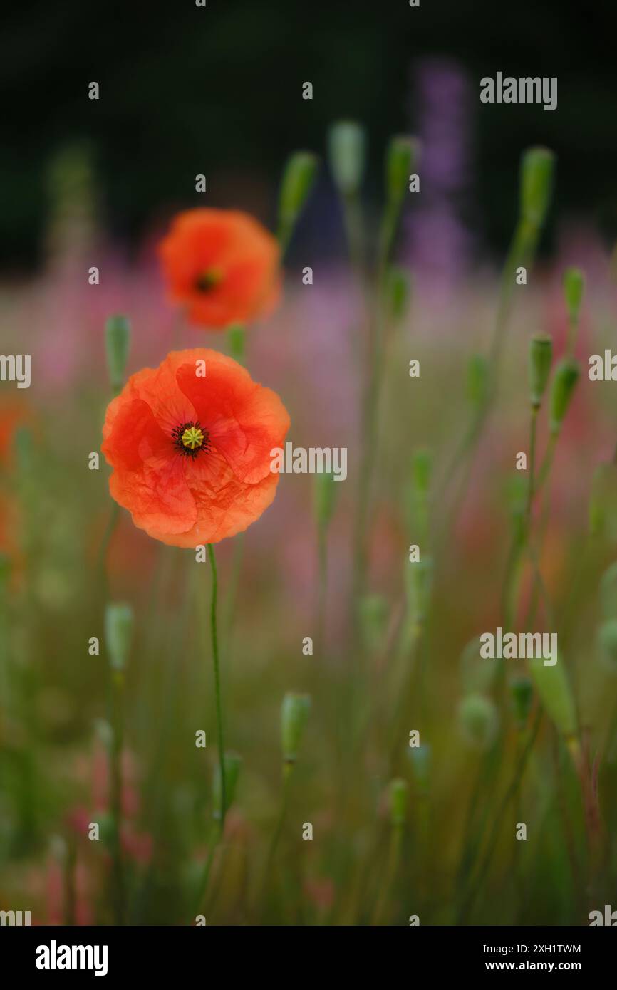 Konfetti und Mohn Stockfoto