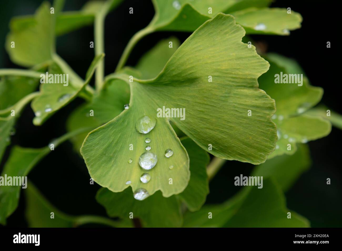 Frisches grünes Ginkgoblatt mit Regentropfen aus nächster Nähe Stockfoto