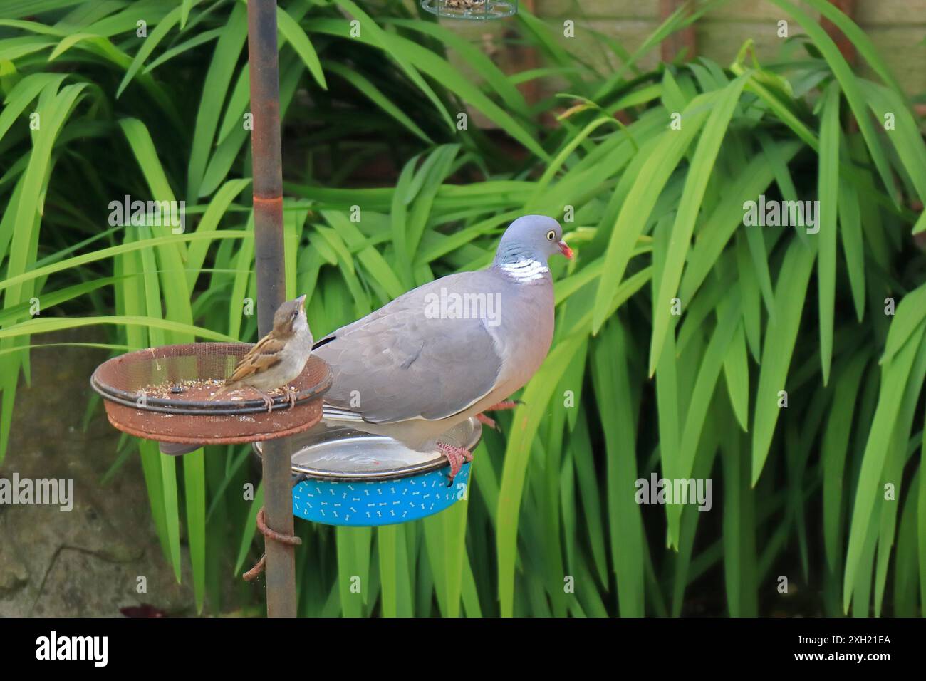 Klein und groß: Ein kleiner wilder Spatel, der auf einer Speisenschale neben einer viel größeren Taube steht, die auf einer benachbarten Wasserschale thront. Stockfoto