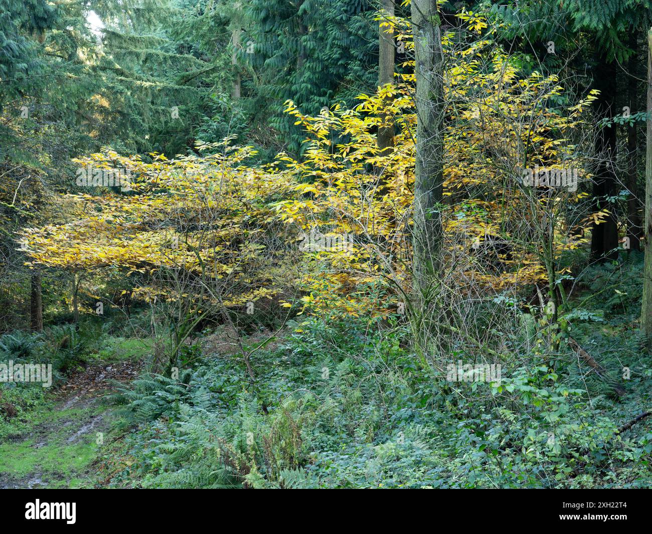 Nortoncamp Wood in der Nähe von Craven Arms mit Blick auf das Clun Valley, Shropshire, Großbritannien Stockfoto