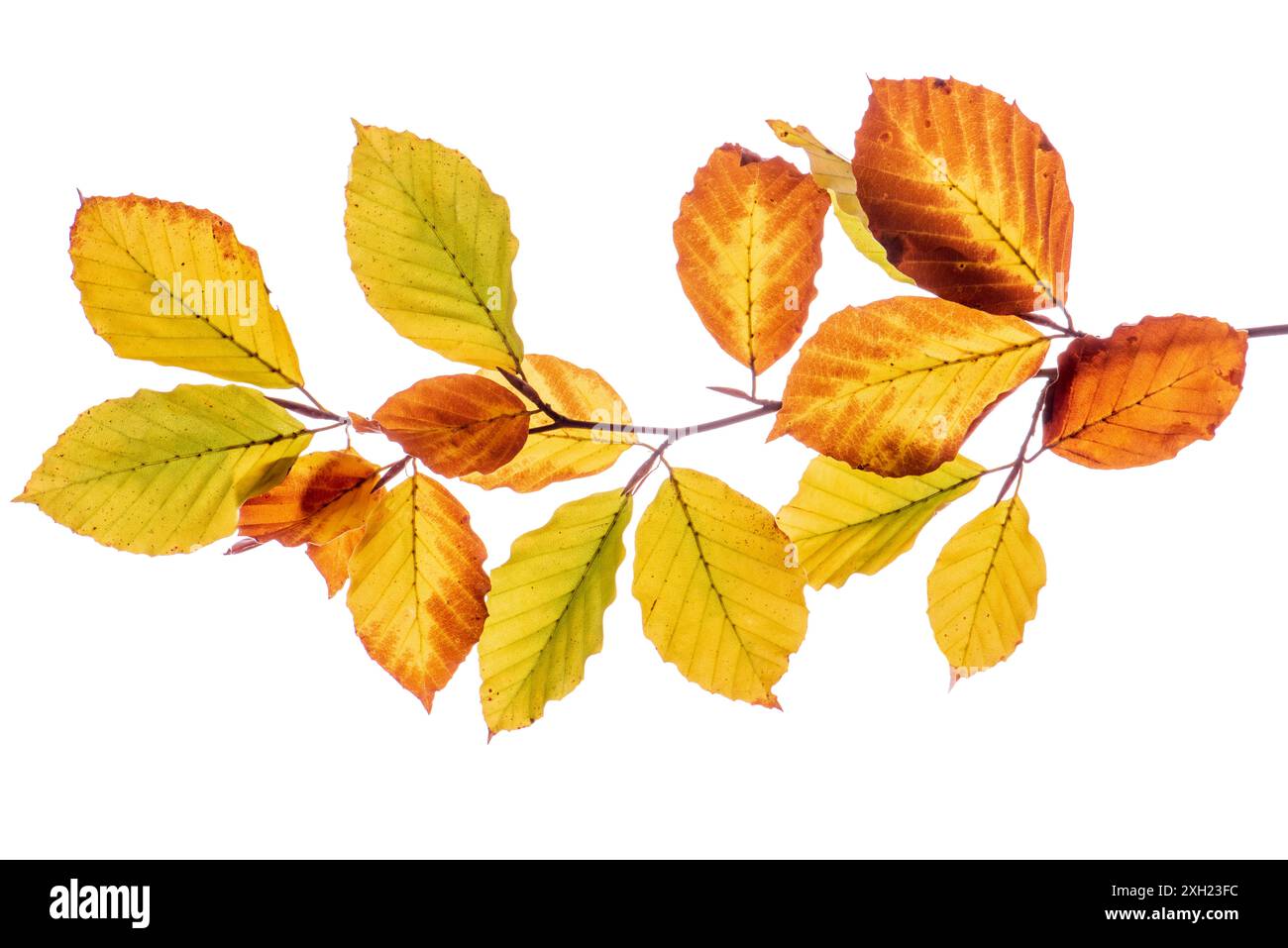 Buchenblätter im Herbst Zweig einer Buche mit Blättern im Herbst und isoliert über weißem Hintergrund *** Buchenblätter im Herbst Zweig einer Buche W Stockfoto