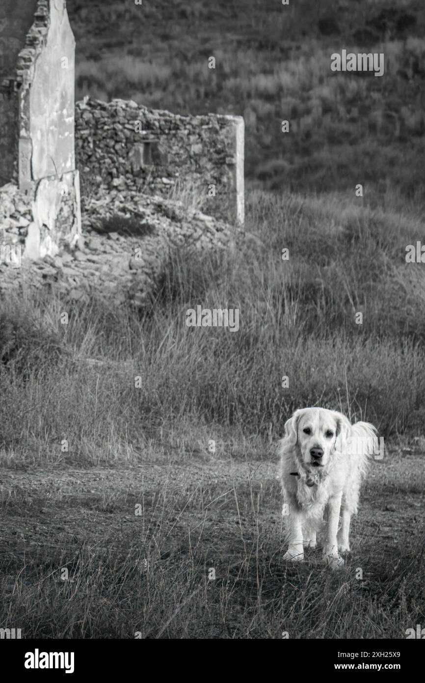 Ein Golden Retriever, der tagsüber auf grasbewachsenem Gelände in der Nähe einer alten Ruine steht, mit Hügeln im Hintergrund der alten Minen von Mazarron, Spanien Stockfoto