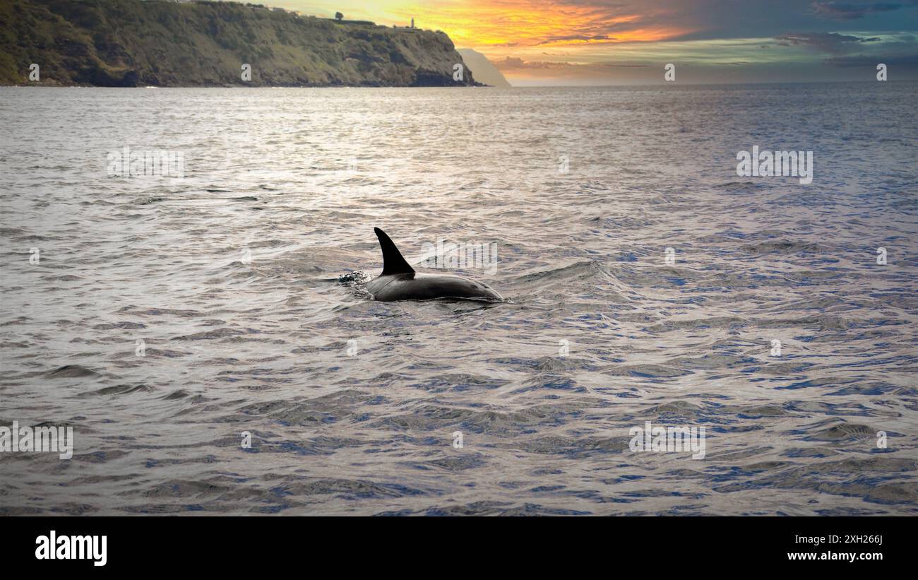 Ein gewöhnlicher Delfin (Tursiops truncatus), der bei Sonnenuntergang auf der Meeresoberfläche schwimmt, São Miguel, Azoren, Portugal Stockfoto