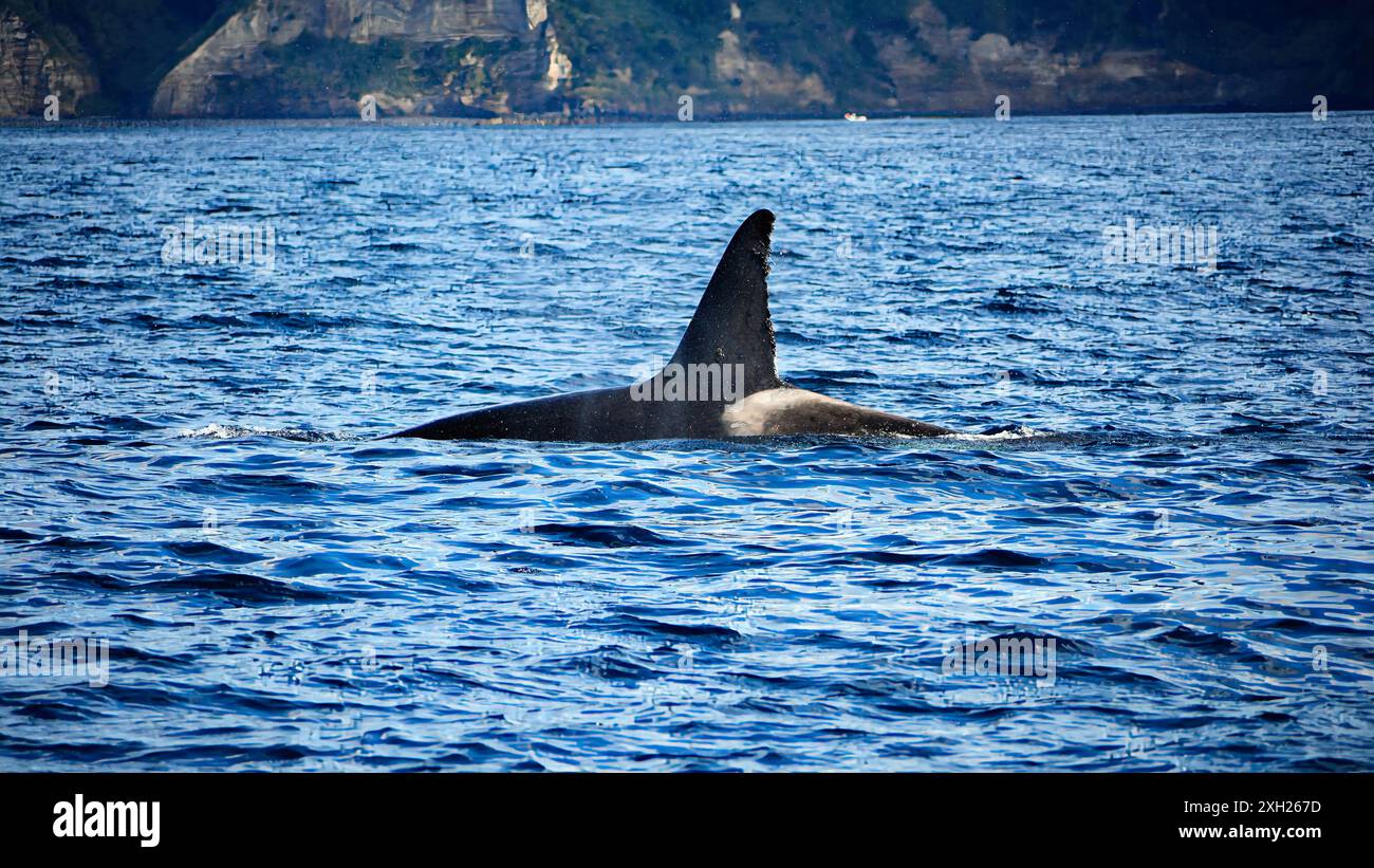Nahaufnahme einer weiblichen Orca oder Killerwal (Orcinus orca), die in der Nähe der steilen Klippen der Insel Sao Miguel, Azoren, Portugal, schwimmt Stockfoto