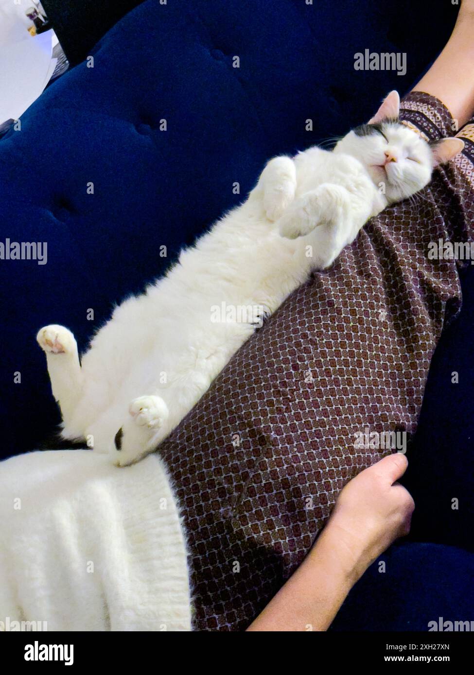 Ruhige weiße und schwarze Katze, die gemütlich auf dem Schoß einer Person schläft, zeigt Entspannung und Komfort. Die Szene zeigt Zufriedenheit und die Bindung zwischen Haustier und Besitzer. Stockfoto