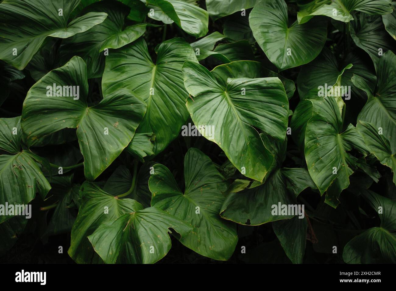 Das üppige grüne Laub der Alocasia-Pflanzen in tropischen Wäldern Stockfoto