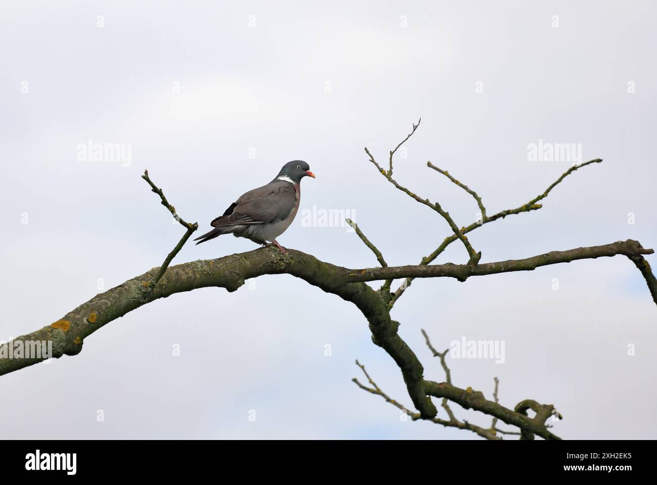 Eine Holztaube sitzt auf einem trockenen Zweig eines toten Baumes Stockfoto