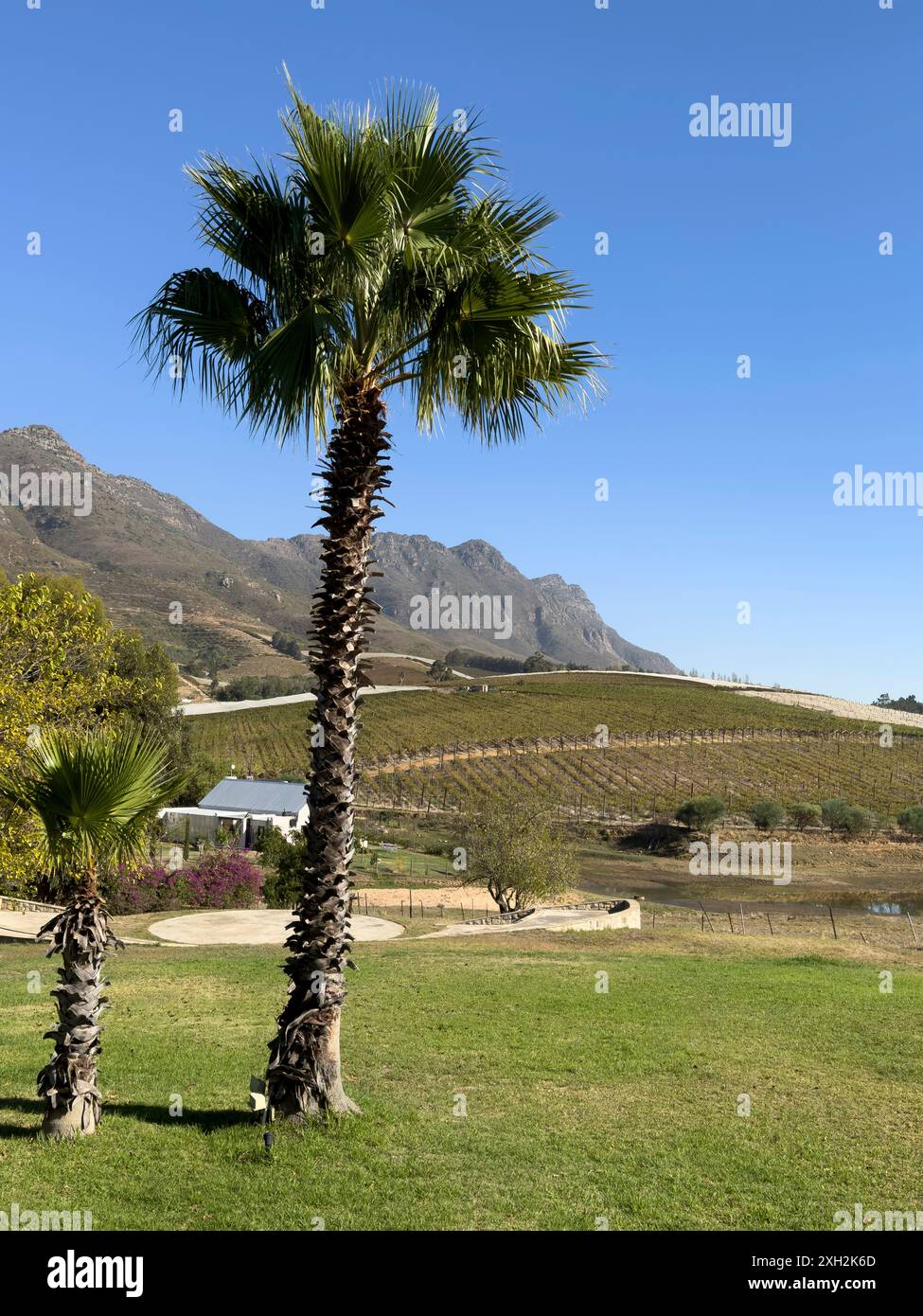 Riebeek Kasteel, Swartland, Westkap, Südafrika. 25.04. 2024. Malerischer Blick auf die Weinberge am Berghang von Riebeek Kasteel im Swartland Stockfoto