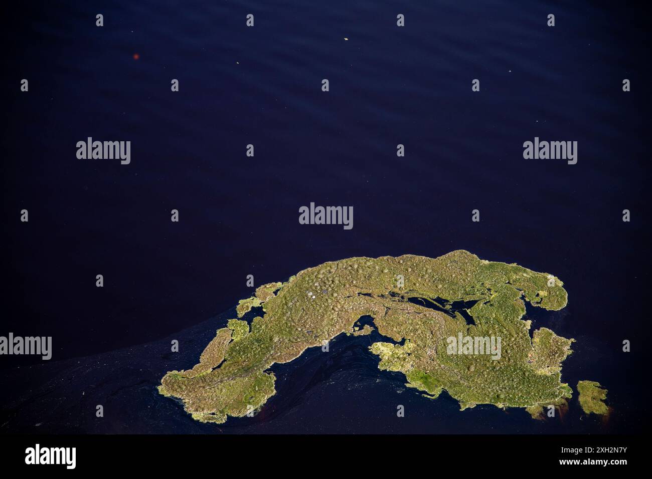 Abstrakte Pflanzenformen, die im blauen Wasser schwimmen, Gebiet Solfatara, Pomezia, Rom, Italien Stockfoto