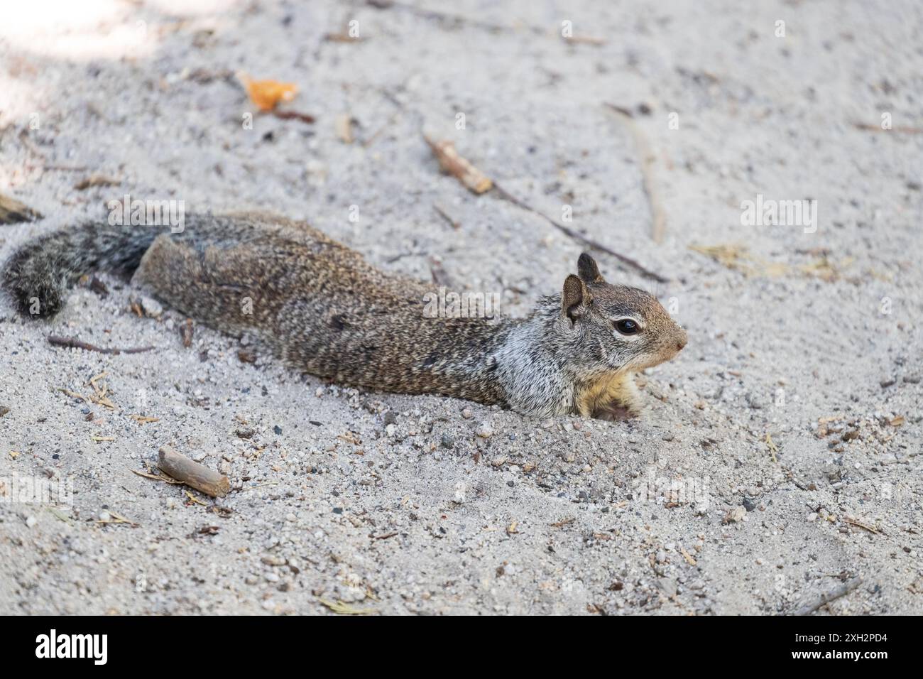 Eichhörnchen im Sand am Strand am Mirror Lake Yosemite Stockfoto