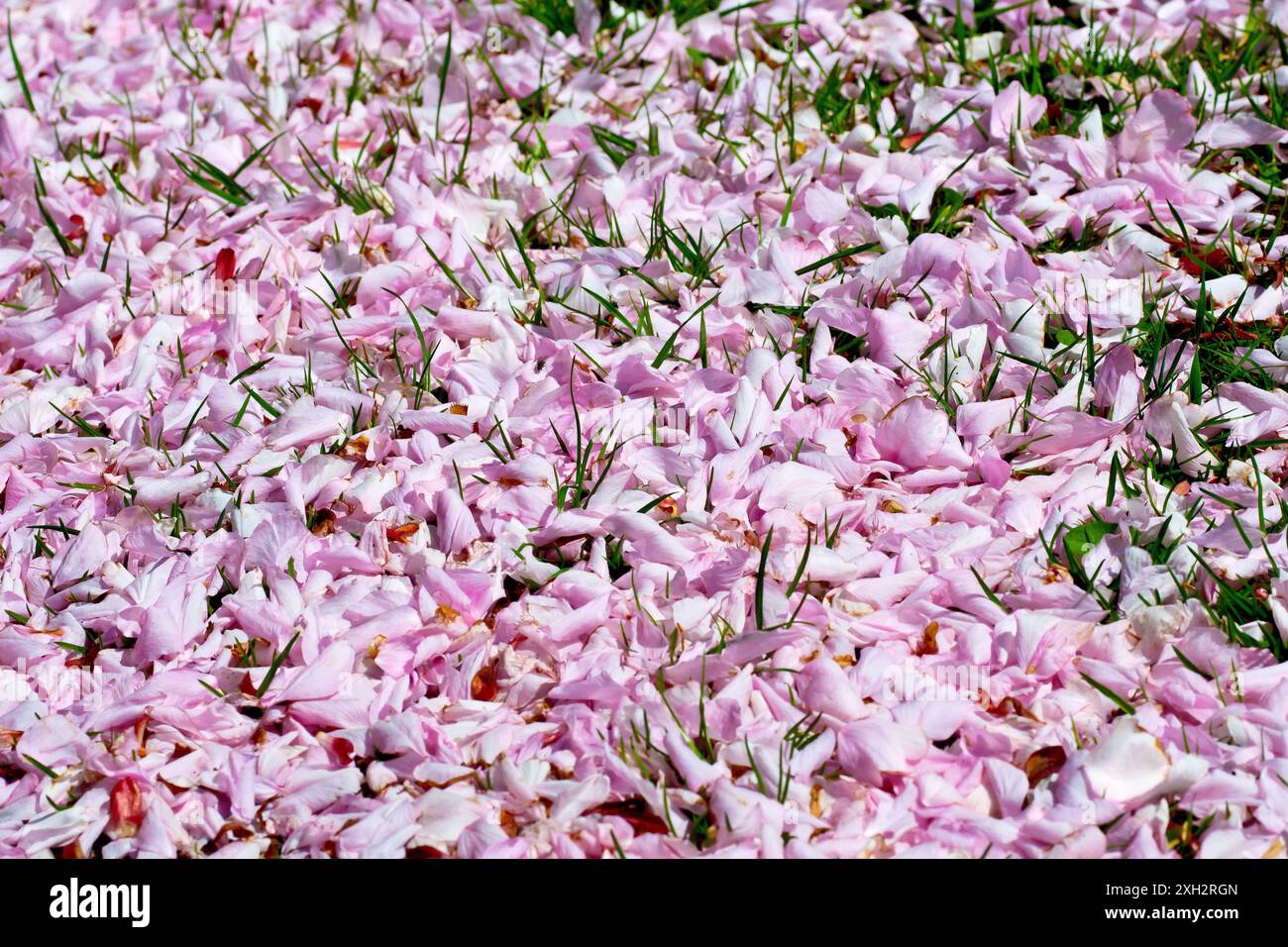 Nahaufnahme eines Teppichs aus rosa Kirschblüten, der das Gras eines öffentlichen Parks bedeckt. Stockfoto