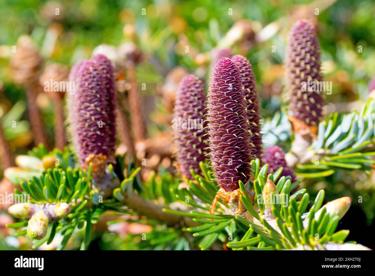 Koreanische Tanne (abies koreana), Nahaufnahme der violetten weiblichen Blüten oder Kegel, die auf einem kleinen Baum auf einem lokalen Friedhof wachsen. Stockfoto
