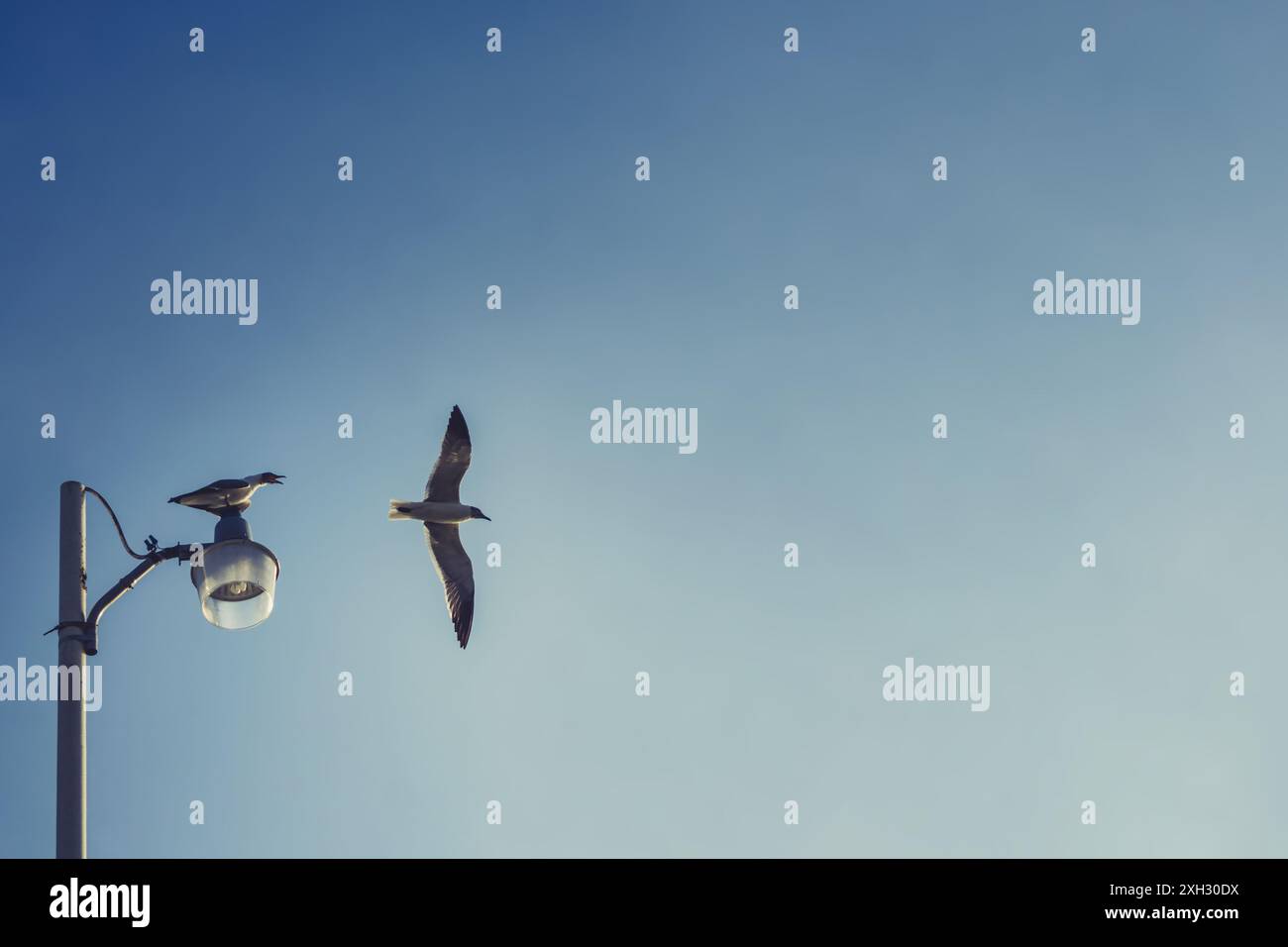 Flug am Morgen Stockfoto