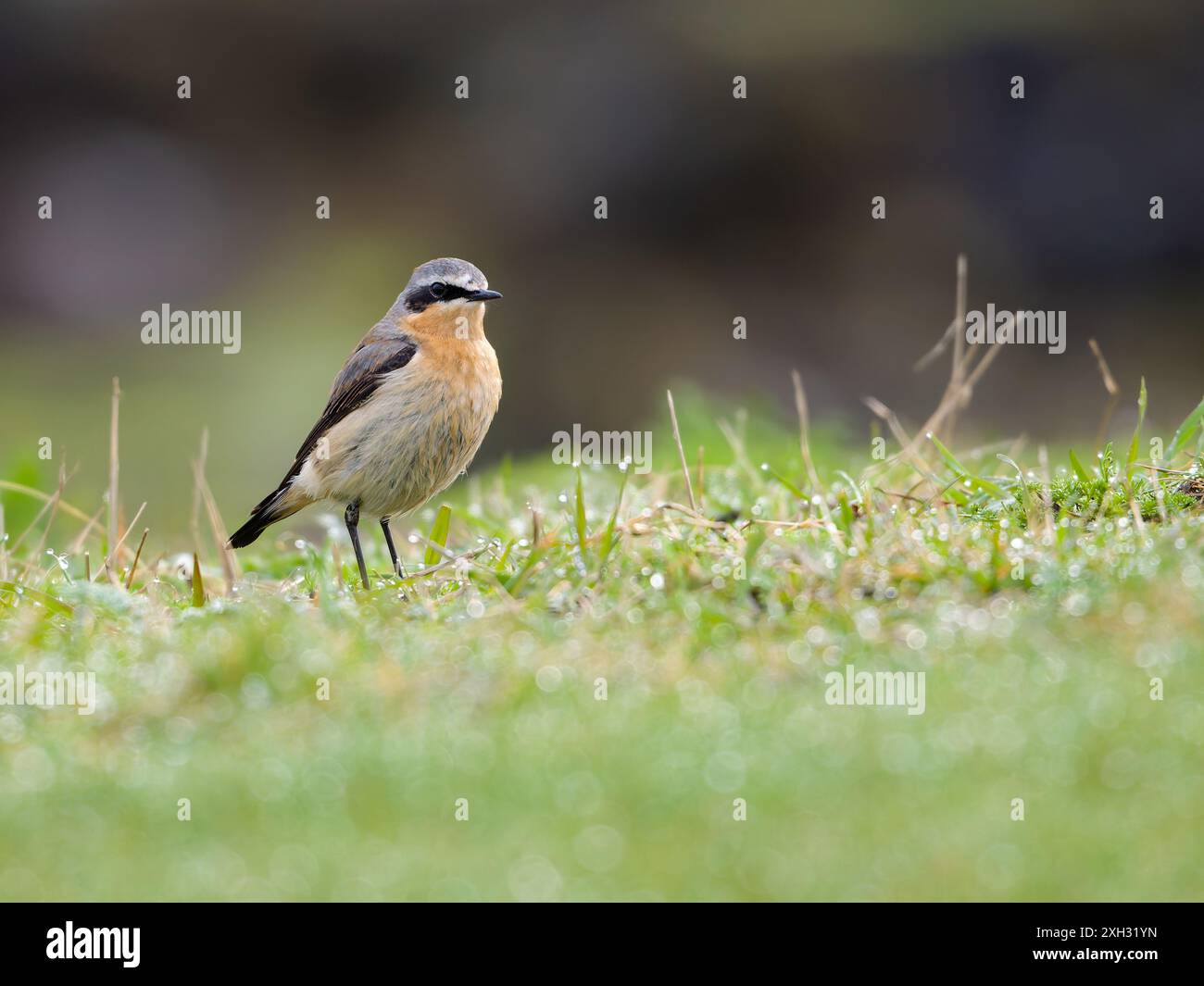 Ein männlicher Nordkeuchen oder einfach, Keuchen, Oenanthe oenanthe, auf Gras stehend. Stockfoto