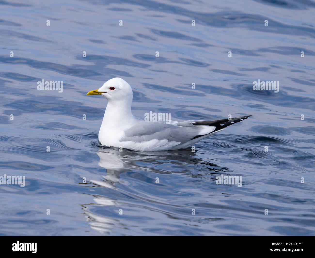 Eine gewöhnliche Möwe oder Seemäu, Larus canus Stockfoto