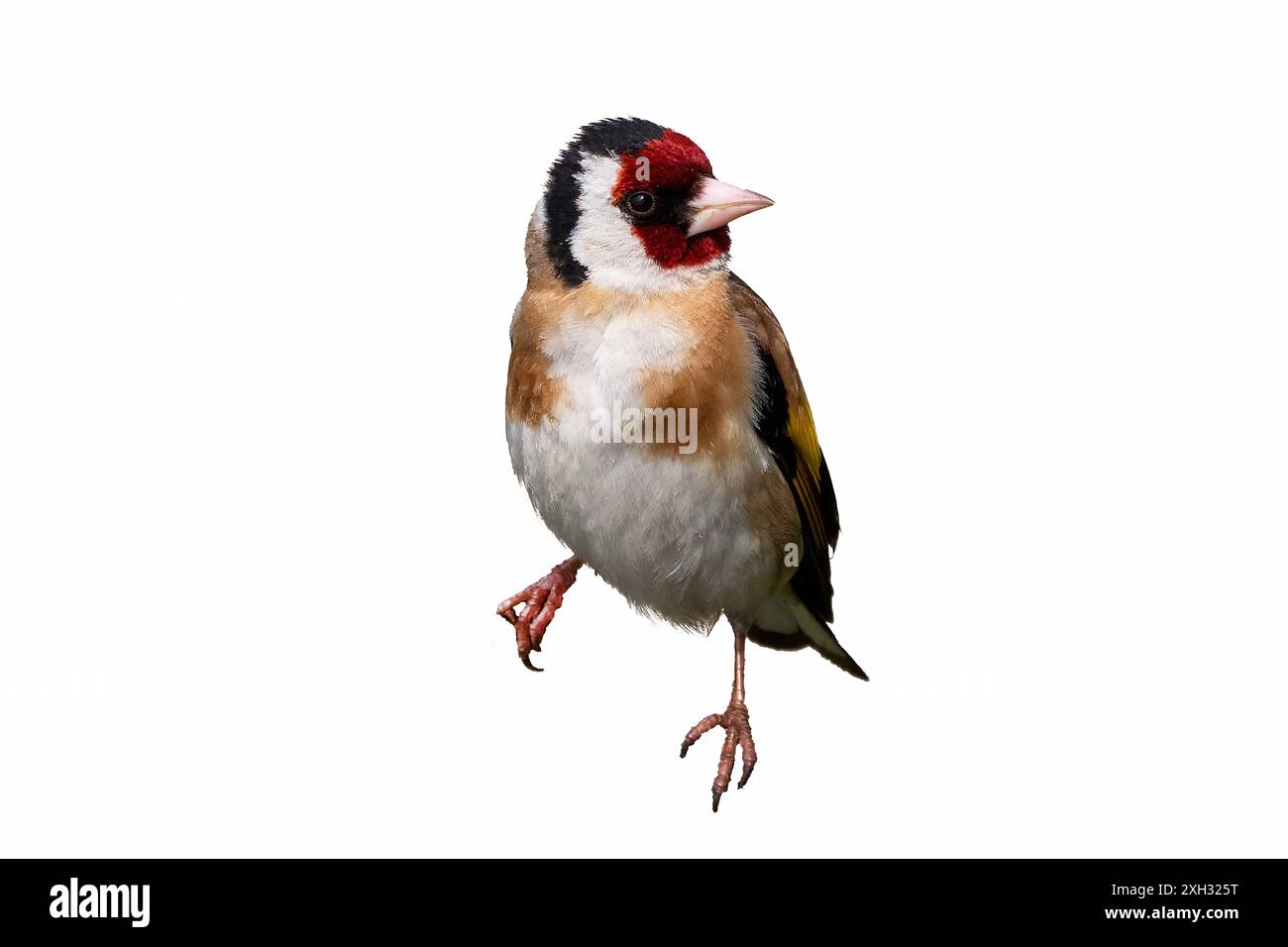 Europäischer Goldfink isoliert auf weißem Hintergrund Stockfoto